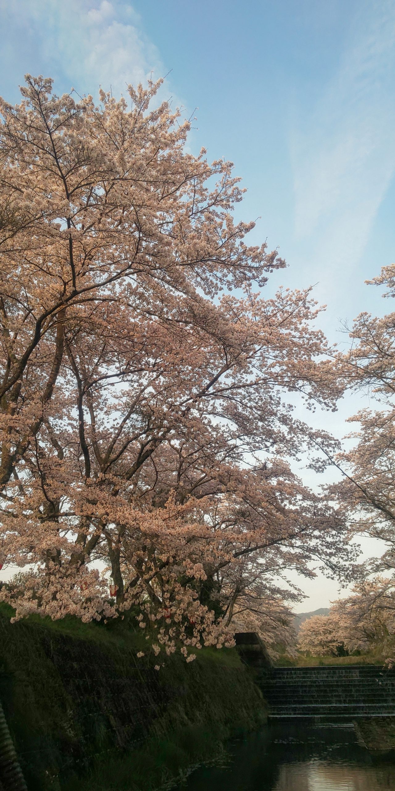 蒲生郡日野町の桜